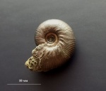 Маленький Aulacostephanoides cf. desmonotus