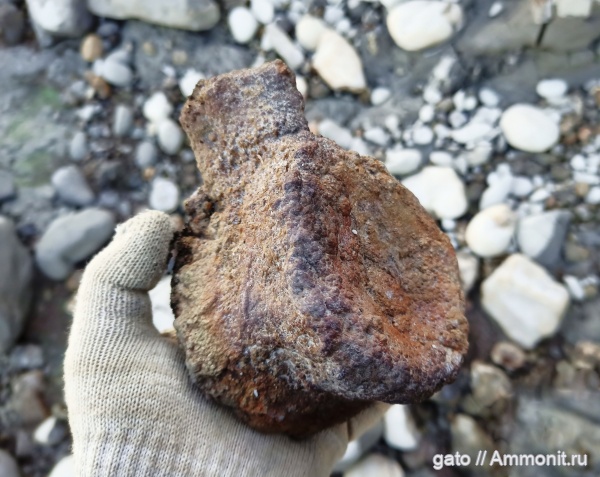 плезиозавры, плиозавры, позвонки, позвонки плезиозавров