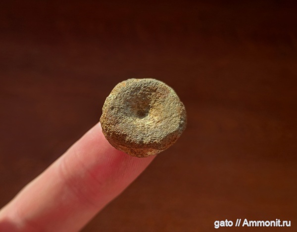 ихтиозавры, позвонки, позвонки ихтиозавров