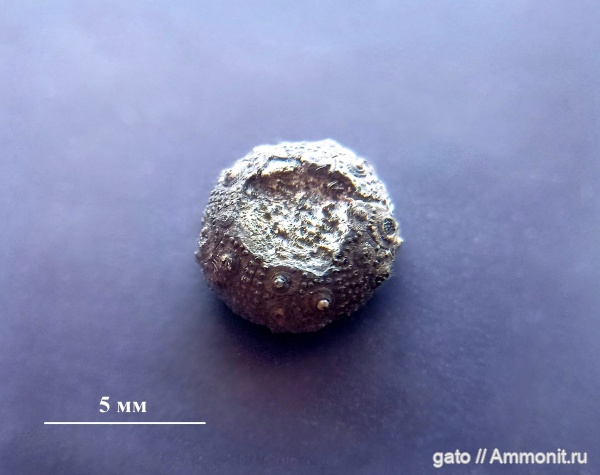 морские ежи, ?, Cidaroida, зона Aulacostephanus mutabilis