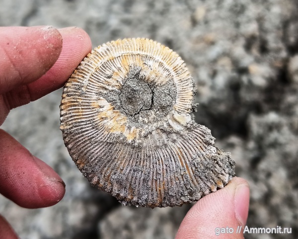 Kosmoceras, Kosmoceras phaeinum