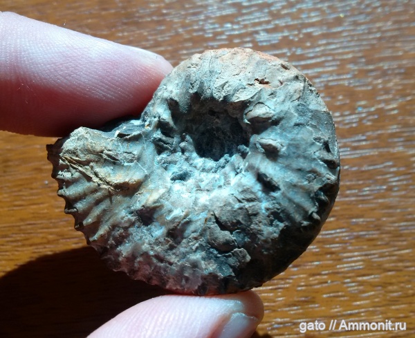 Aulacostephanus, Aulacostephanidae, Aulacostephanus undorae, зона Aulacostephanus autissiodorensis