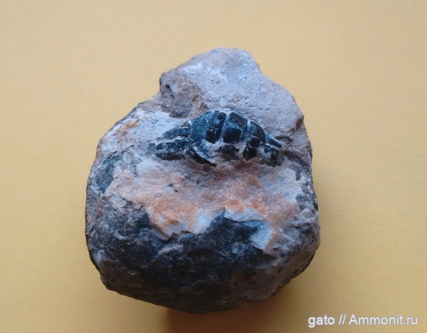 зона Aulacostephanus autissiodorensis