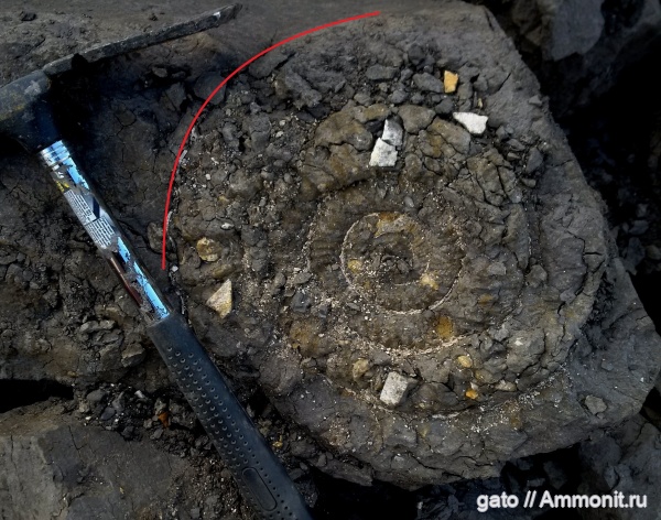 Perisphinctes, Perisphinctes martelli, зона tenuiserratum