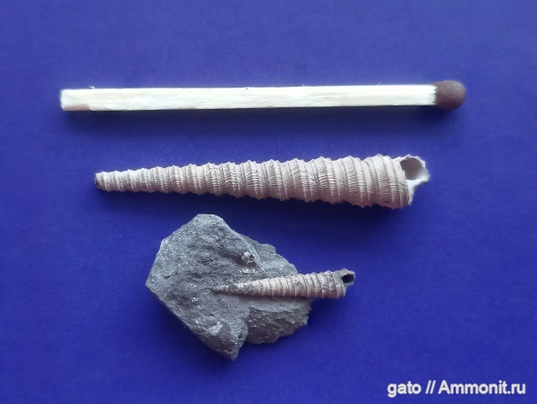 Clathrobaculus, Clathrobaculus krantzi, Mathildidae, зона tenuiserratum