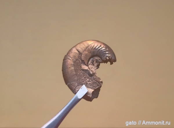 Oppeliidae, Coryceras, Биогоризонт lacertosum