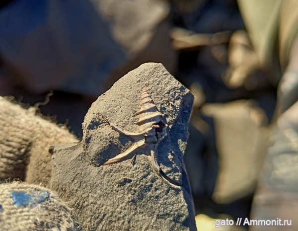 Dicroloma, Dicroloma cochleata, Aporrhaidae, Dicroloma gagnebini, зона tenuiserratum