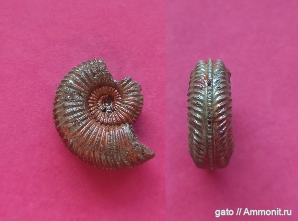Cardioceratidae, Amoebites, зона cymodoce/kitchini