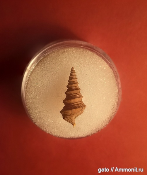 Dicroloma, Aporrhaidae, Bicorempterus, Mathildidae, Bathraspira, Bathraspira aspera, зона tenuiserratum