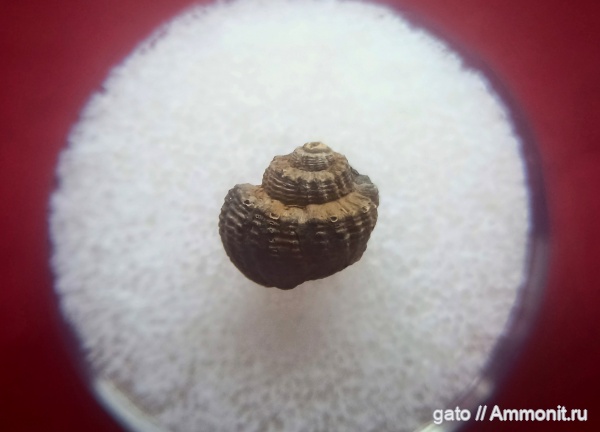 Purpurina, purpurina plicata, зона tenuiserratum