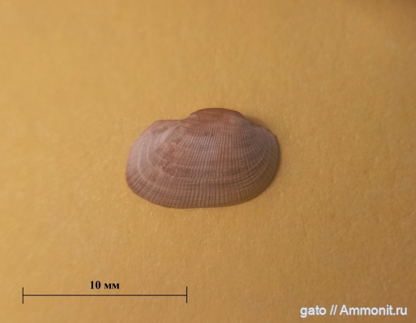 Grammatodon, Grammatodon pictum, зона tenuiserratum