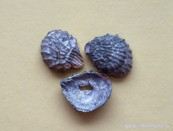 Plicatula, ксеноморфизм, зона tenuiserratum