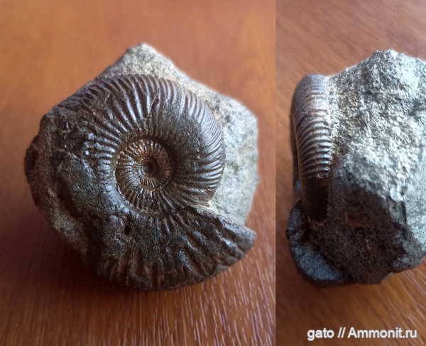 зона Epivirgatites nikitini, Epilaugeites, Dorsoplanitidae