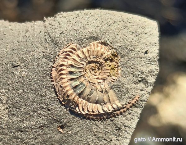 Cardioceras, Cardioceratidae