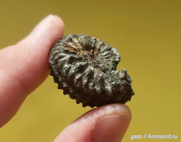 Cardioceras, Cardioceratidae, Cardioceras densiplicatum, зона densiplicatum