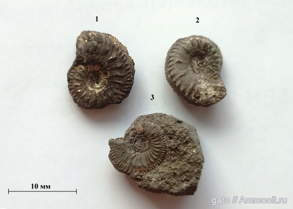 Cardioceras, Cardioceratidae, Cawtoniceras blakei, Cardioceras bodeni, зона tenuiserratum, Cardioceras schellwieni