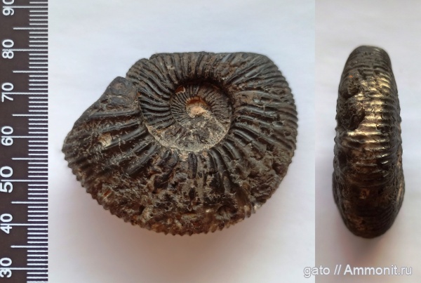 Virgatitidae, нижневолжский подъярус, Ilowaiskya, Ilowaiskya klimovi