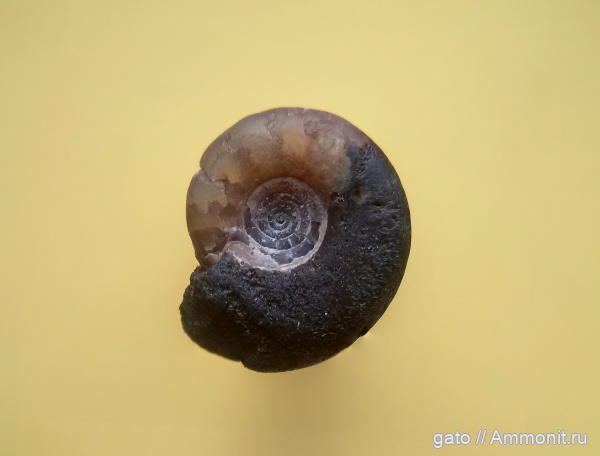 Kachpurites, зона Kachpurites fulgens, Kachpurites cheremkhensis, Craspeditidae