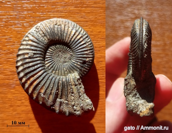 Cardioceratidae, Amoebites, Amoebites subkitchini, Биогоризонт lacertosum