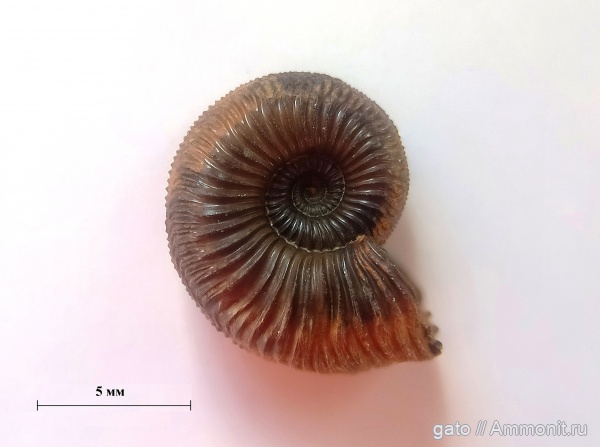 Cardioceratidae, Amoebites, Plasmatites, Amoebites kapffi, Биогоризонт lacertosum