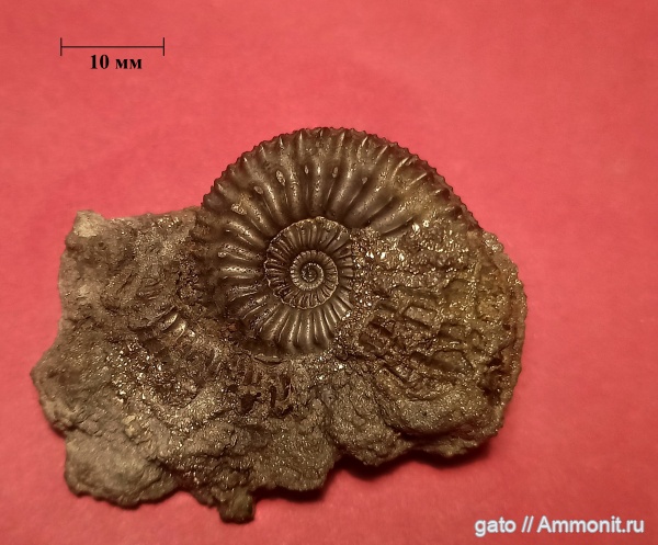 Cardioceratidae, Amoebites, зона Aulacostephanus mutabilis