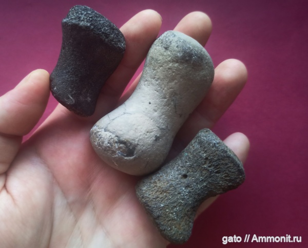 плезиозавры, фаланги, элемент ласта морской рептилии