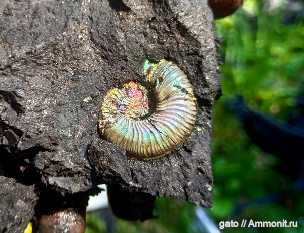нижний кимеридж, Cardioceratidae, Plasmatites, Plasmatites crenulatus