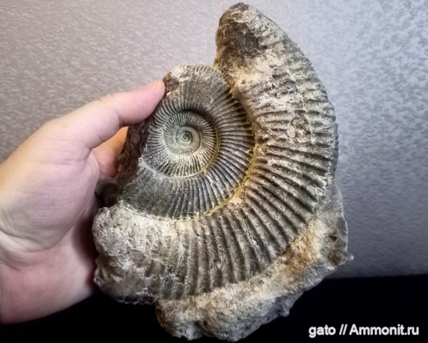 Perisphinctes, Perisphinctidae, Perisphinctes elizabethae, Perisphinctes plicatilis, Subdiscosphinctes, Subdiscosphinctes jeremejevi