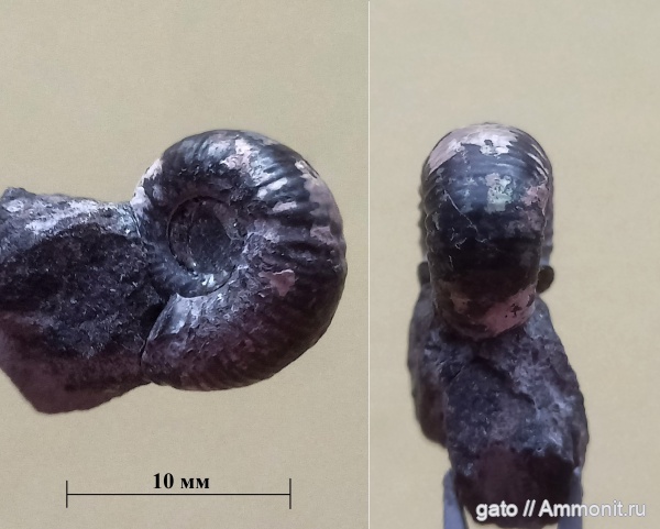 нижний кимеридж, Aulacostephanidae, Pictonia