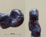 Нижнекимериджский аулакостефанид Pictonia (микро)