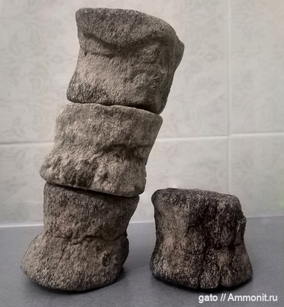 плезиозавры, позвонки, позвонки плезиозавров