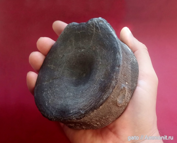 ихтиозавры, позвонки, позвонки ихтиозавров