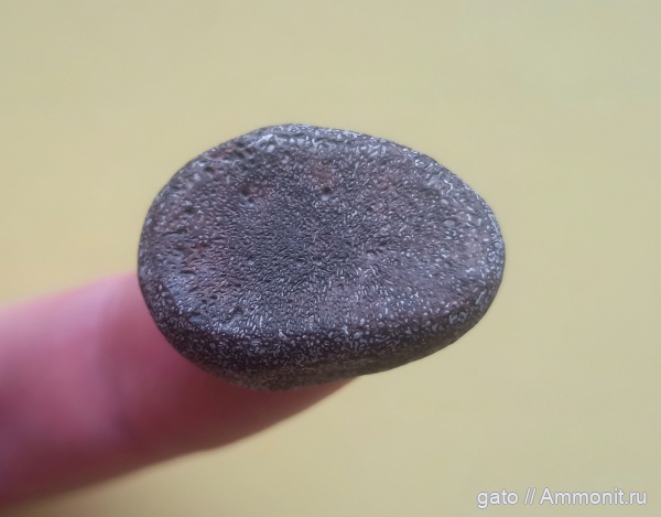 ихтиозавры, фаланги, элемент ласта морской рептилии