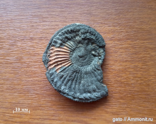 Cardioceratidae, Euprionoceras, Euprionoceras sokolovi