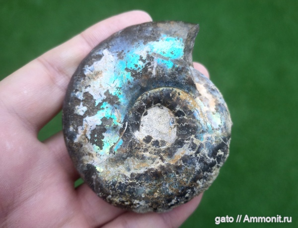 Craspedites, Craspedites mosquensis, Craspeditidae, зона Craspedites nodiger, Марьевка