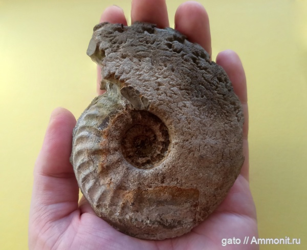 Cardioceras, макроконхи, Cardioceratidae, Cardioceras (Scoticardioceras), Cardioceras kostromense, Scoticardioceras