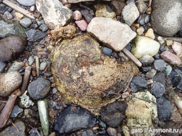 Cardioceras, макроконхи, Cardioceratidae, Cardioceras (Scoticardioceras), Scoticardioceras