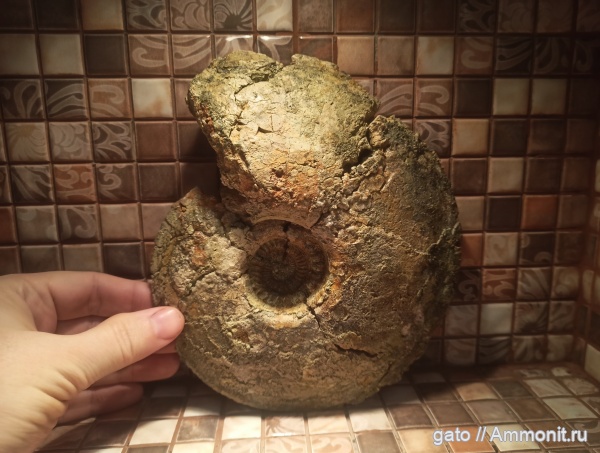 Cardioceras, макроконхи, Cardioceratidae, Cardioceras (Scoticardioceras), Scoticardioceras