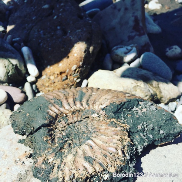 Палеонтологические находки