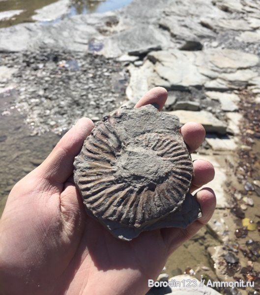 аммониты, берриас, аммоноидеи, Безепс