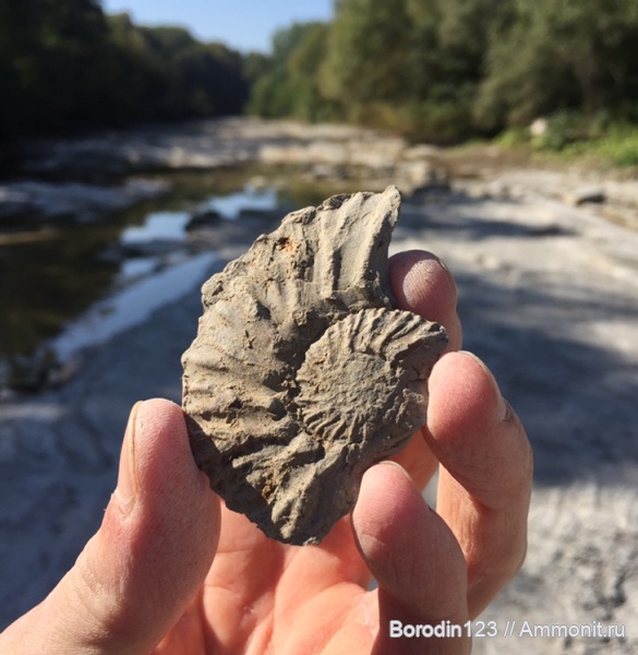 аммониты, берриас, аммоноидеи, Безепс