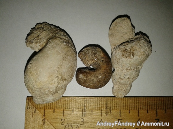 гастроподы