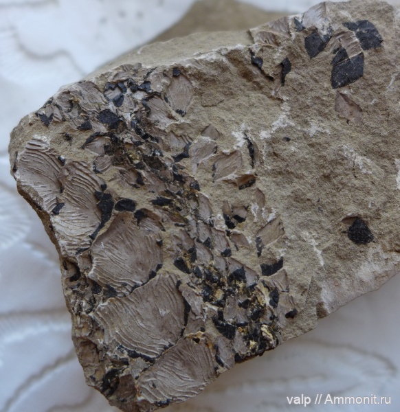 окаменелости, палеозой, Отпечаток рыбы