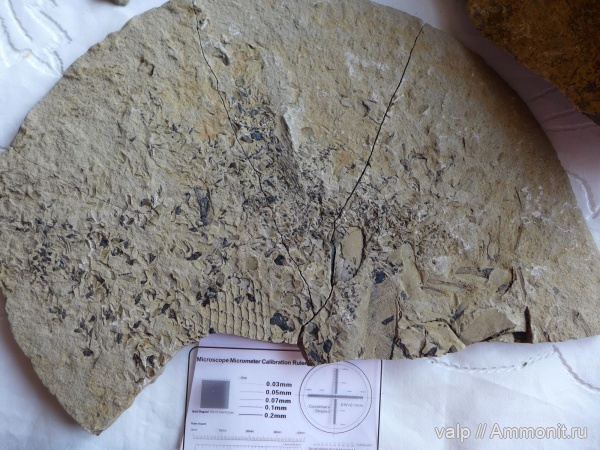 окаменелости, палеозой, Отпечаток рыбы