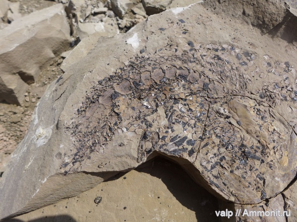 окаменелости, палеозой, Отпечаток рыбы