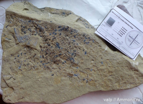 окаменелости, палеозой, Отпечаток рыбы