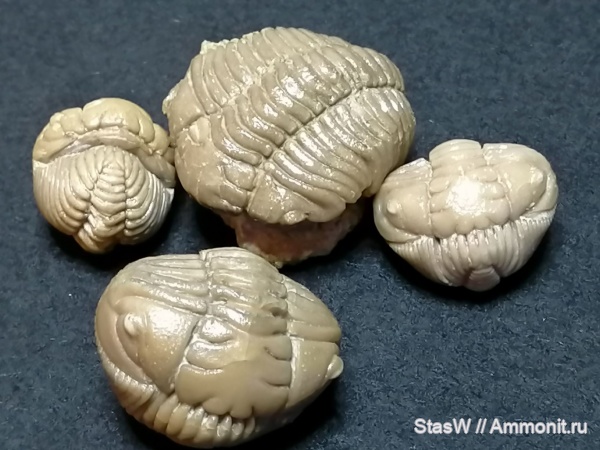 трилобиты, Pliomera, Pliomera fischeri