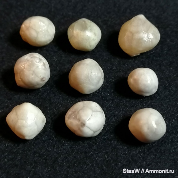 иглокожие, Cryptocrinites