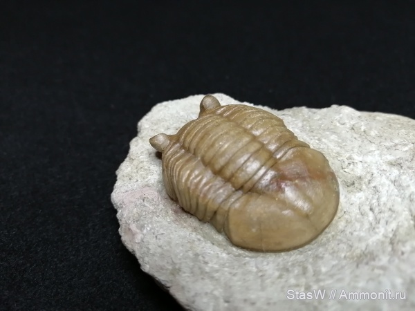 Asaphus Pachyophthalmus