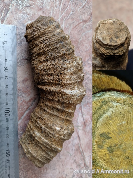 Тульская область